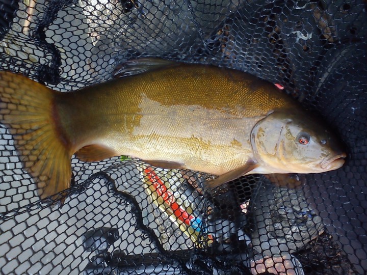 Ivy Lodge Tench June 2013